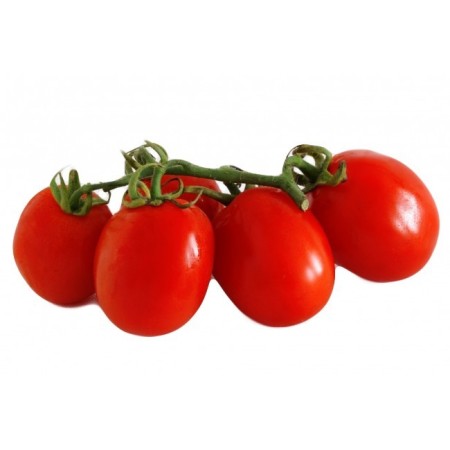 POMODORO PICCADILLY FRESCO